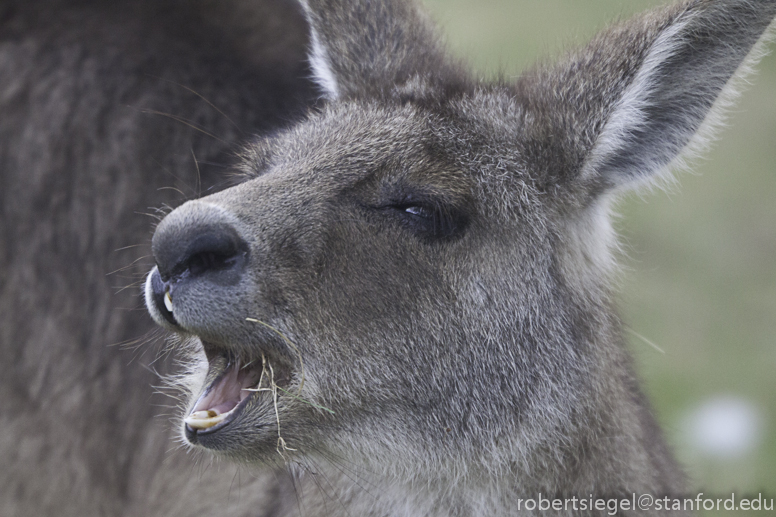 kangaroo